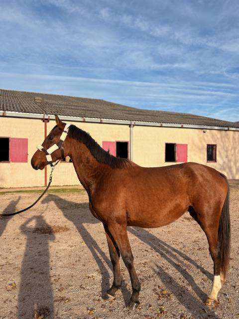 Caballo entero Silla Franc&eacute;s En venta 2023 Bayo por CANTURO
