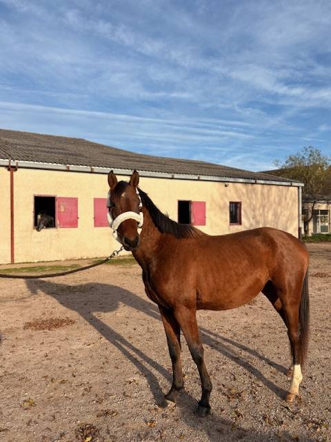 Caballo entero Silla Franc&eacute;s En venta 2023 Bayo por CANTURO