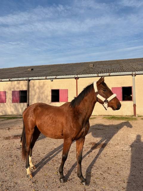 Caballo entero Silla Franc&eacute;s En venta 2023 Bayo por CANTURO