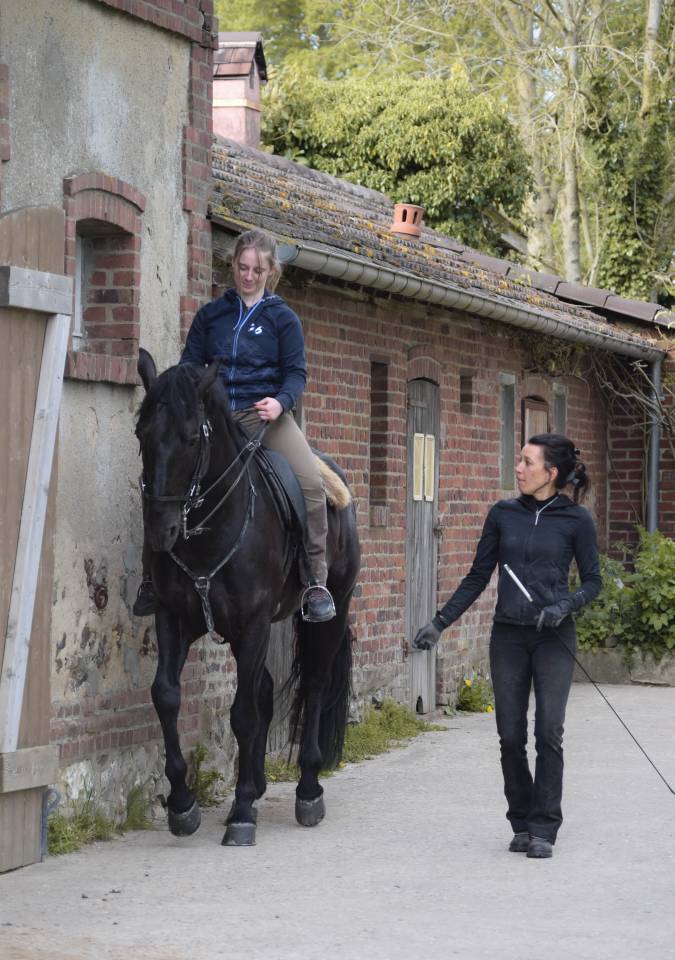 Caballo entero Lusitano En venta 2017 Negro