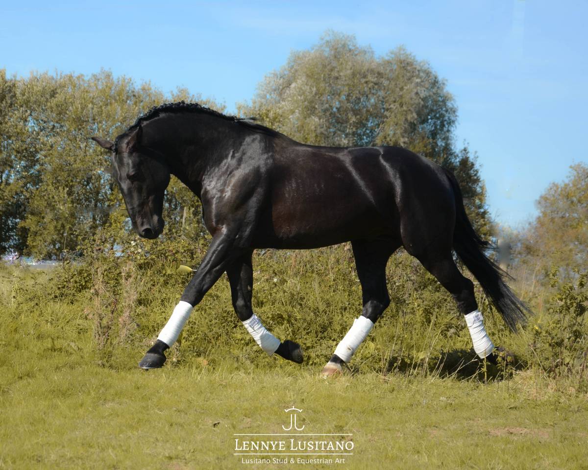 Caballo entero Lusitano En venta 2017 Negro