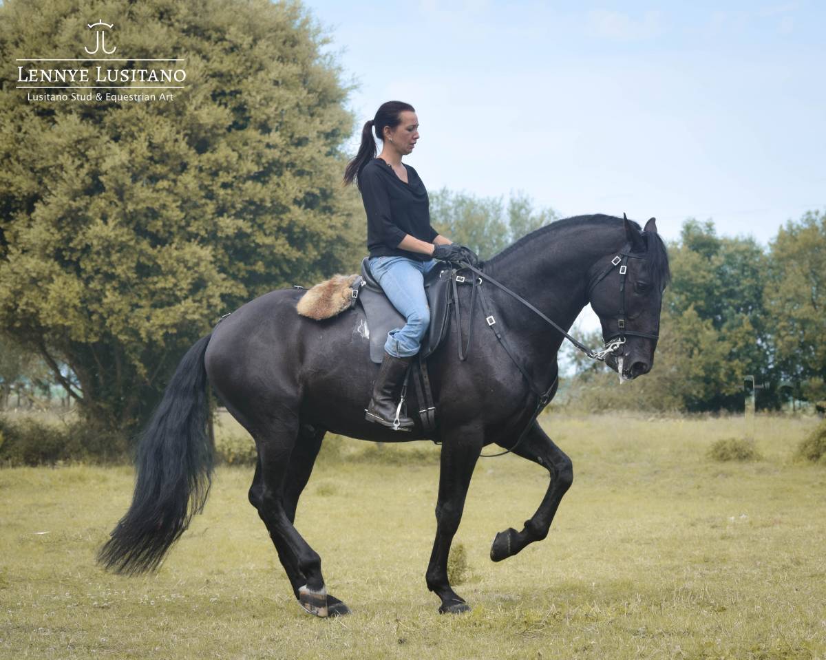 Caballo entero Lusitano En venta 2017 Negro