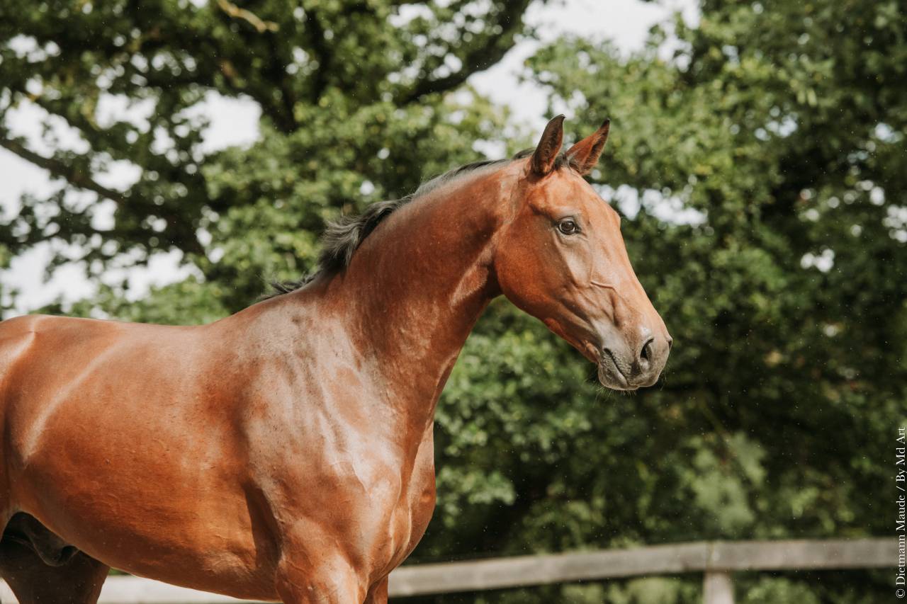 Caballo castrado Otra raza de Caballos En venta 2022 Bayo por Jovian