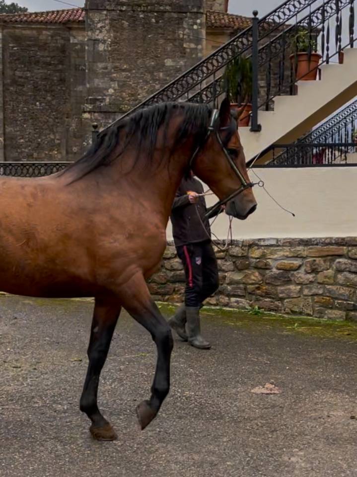 Caballo tres sangres