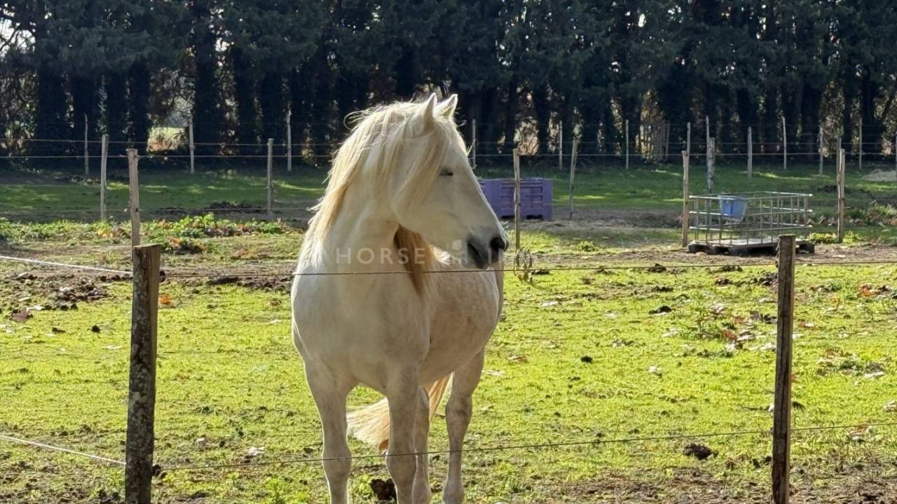 Propiedad ecuestre En venta Gard