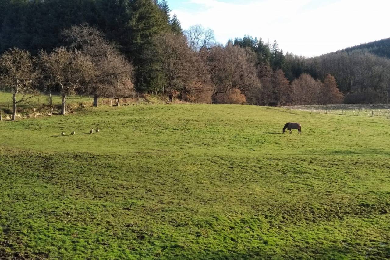 Propiedad ecuestre En venta Puy-de-D&ocirc;me