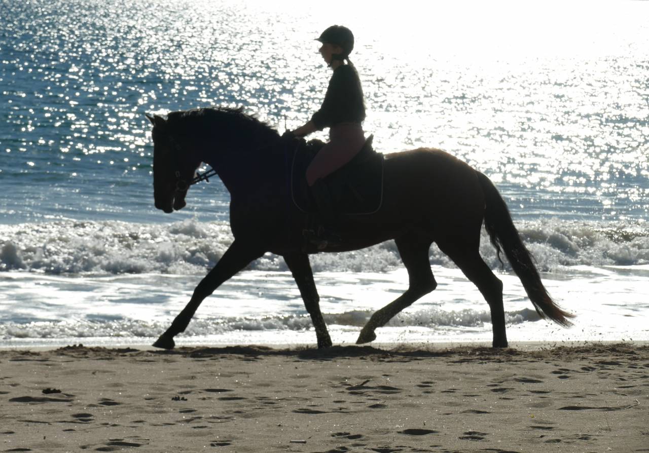 Yegua PRE Pura Raza Espa&ntilde;ola En venta 2021 Bayo moreno por Kefren Cen