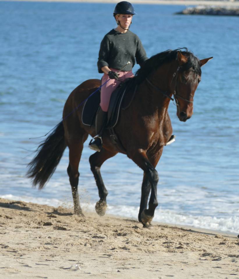 Yegua PRE Pura Raza Espa&ntilde;ola En venta 2021 Bayo moreno por Kefren Cen