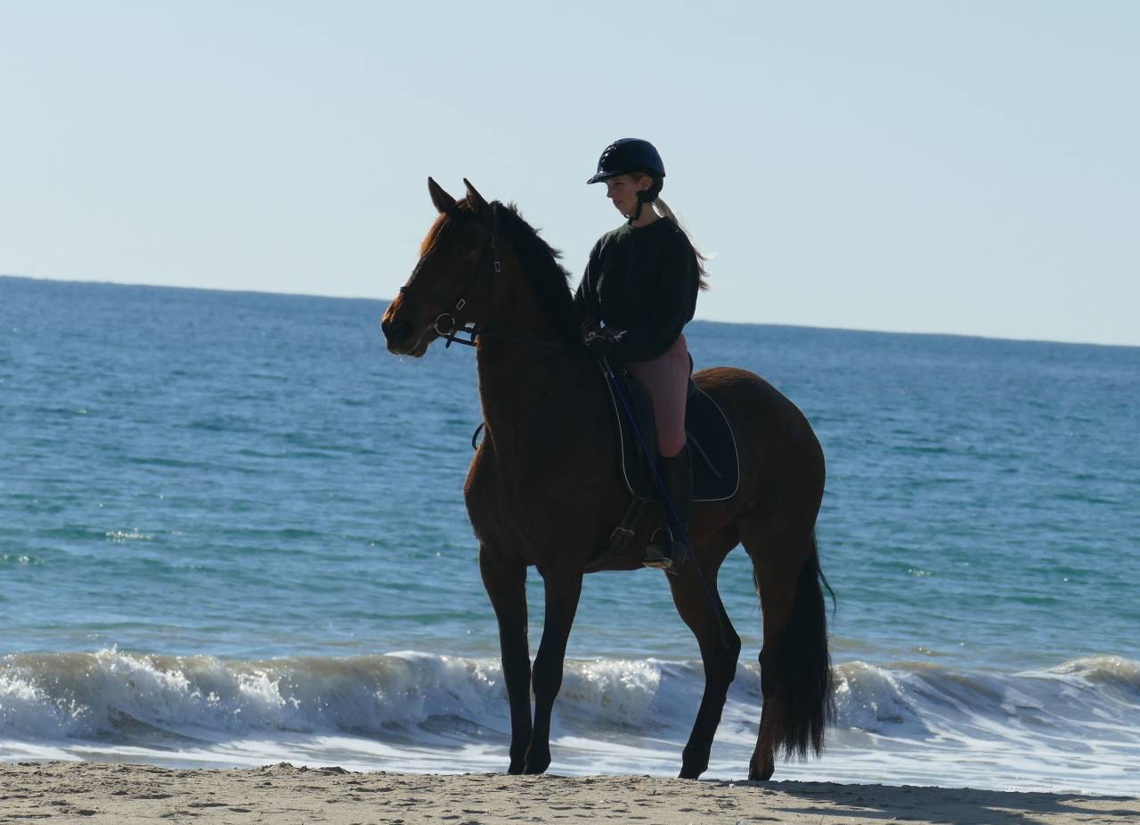 Yegua PRE Pura Raza Espa&ntilde;ola En venta 2021 Bayo moreno por Kefren Cen