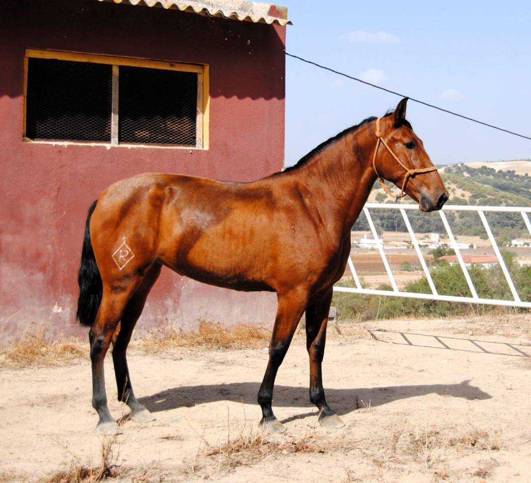 POTRA CASTA&Ntilde;A DE CATEGOR&Iacute;A