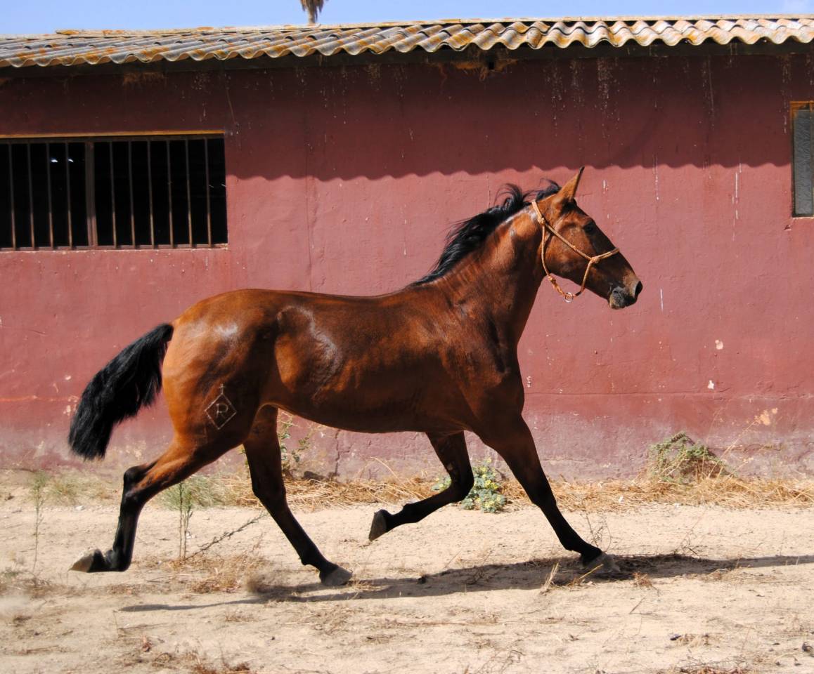 POTRA CASTA&Ntilde;A DE CATEGOR&Iacute;A