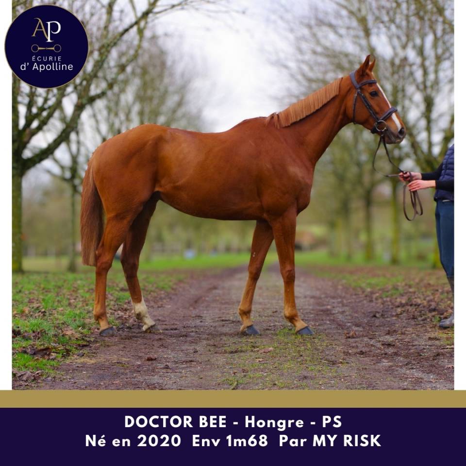 Caballo castrado Pura Sangre En venta 2020 Alaz&aacute;n