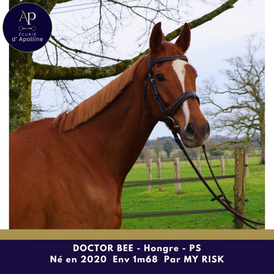 Caballo castrado Pura Sangre En venta 2020 Alaz&aacute;n