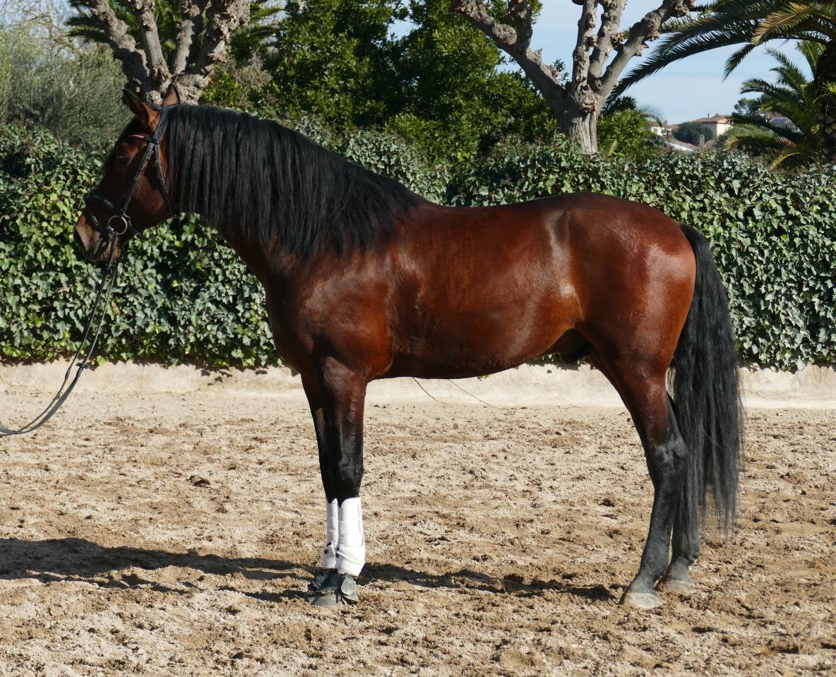 Caballo entero PRE Pura Raza Espa&ntilde;ola En venta 2021 Bayo