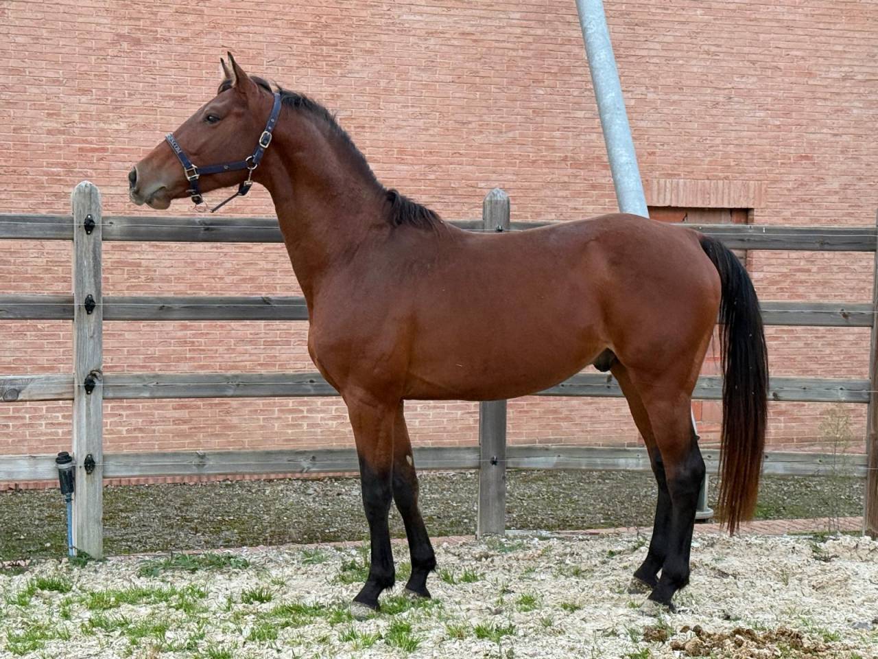 Caballo castrado KWPN Caballo de Deporte Neerland&eacute;s En venta 2022 Bayo