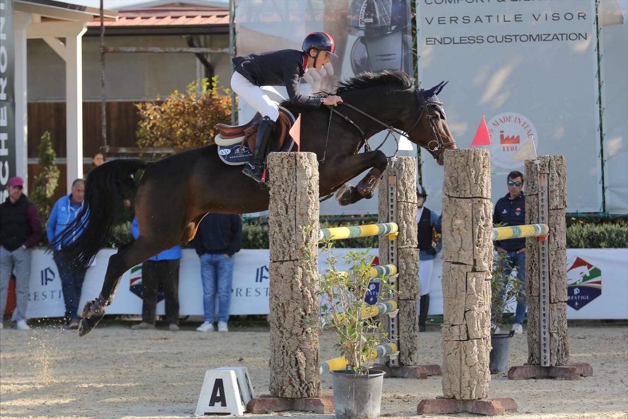 Yegua Holsteiner En venta 2011 Bayo