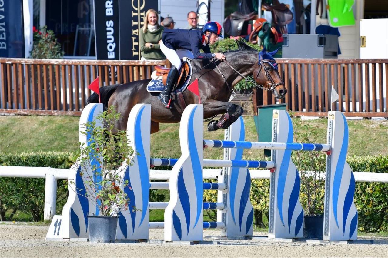 Yegua Holsteiner En venta 2011 Bayo