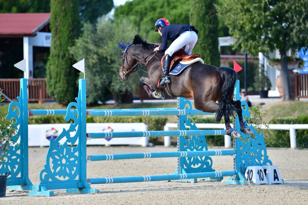 Yegua Holsteiner En venta 2011 Bayo