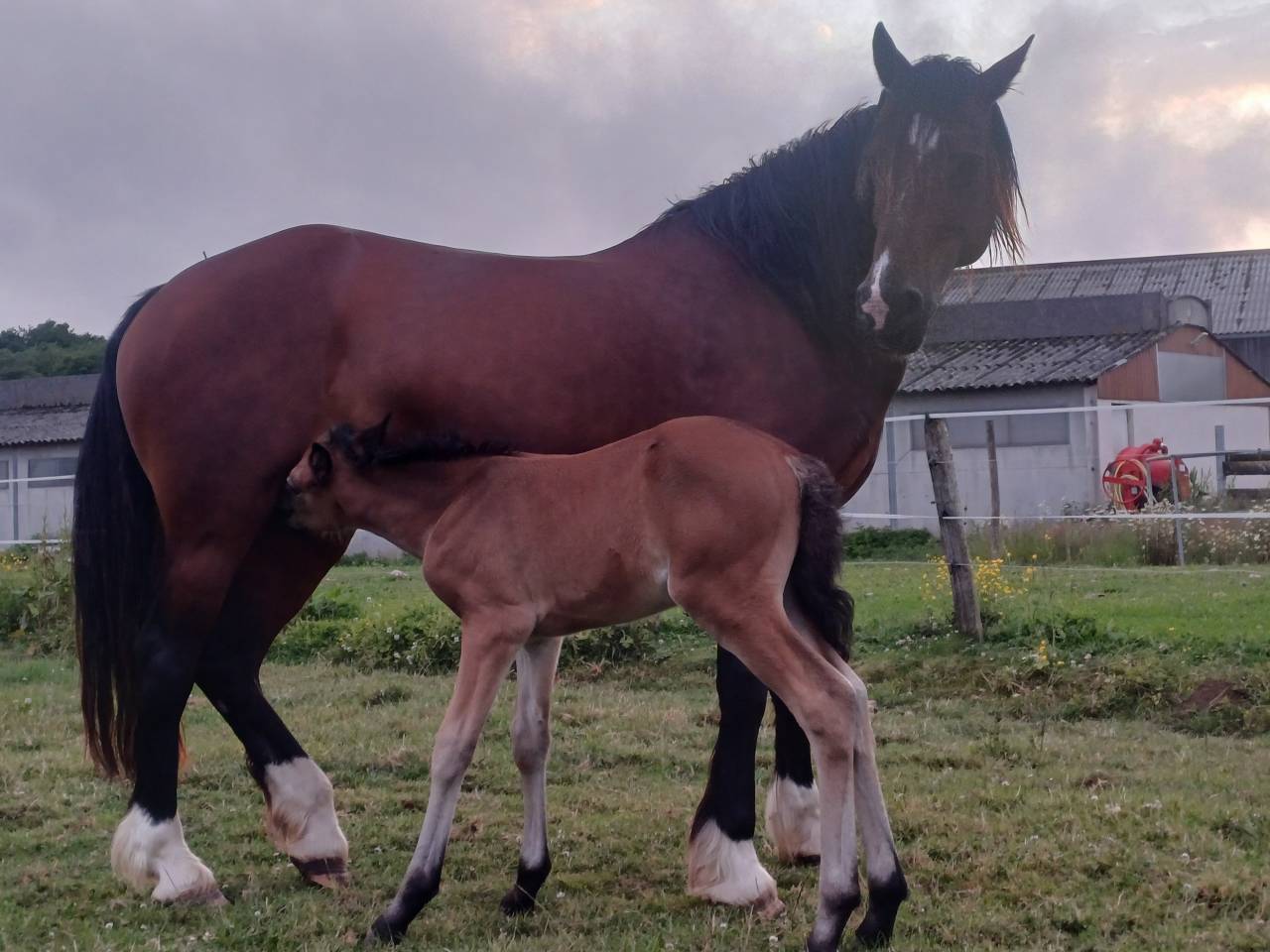 Caballo castrado Welsh Part Bred En venta 2025 Bayo