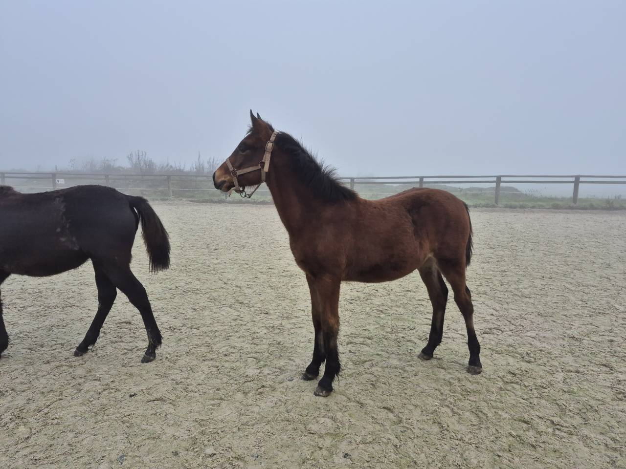 Caballo castrado Welsh Part Bred En venta 2025 Bayo