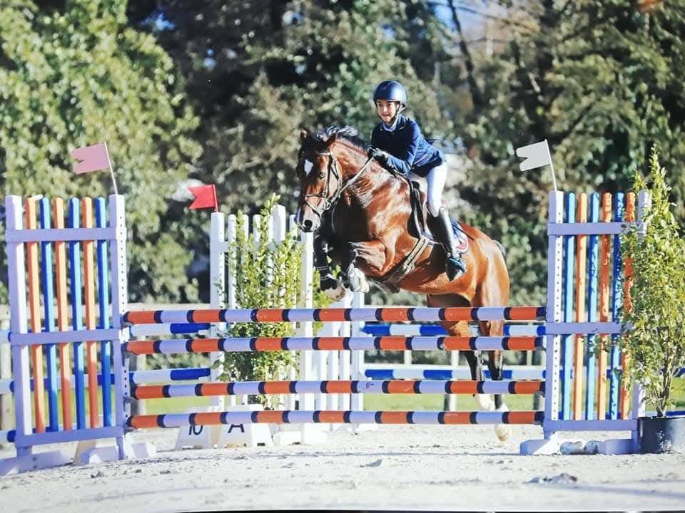 Caballo castrado Welsh Part Bred En venta 2025 Bayo