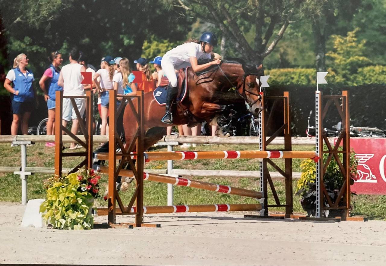 Caballo castrado Welsh Part Bred En venta 2025 Bayo