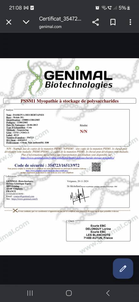 Caballo castrado Welsh Part Bred En venta 2025 Bayo