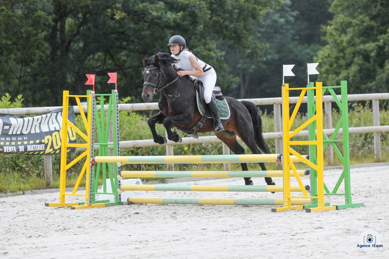 Caballo castrado Welsh Part Bred En venta 2025 Bayo