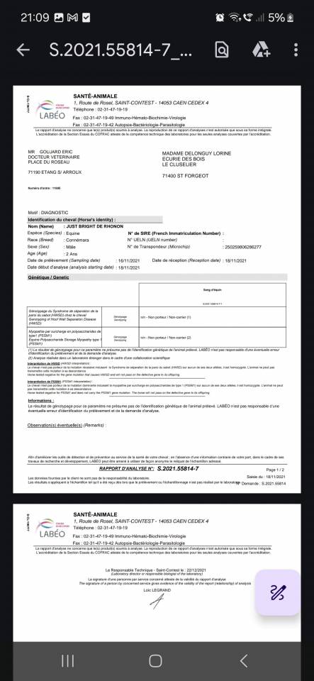 Caballo castrado Welsh Part Bred En venta 2025 Bayo