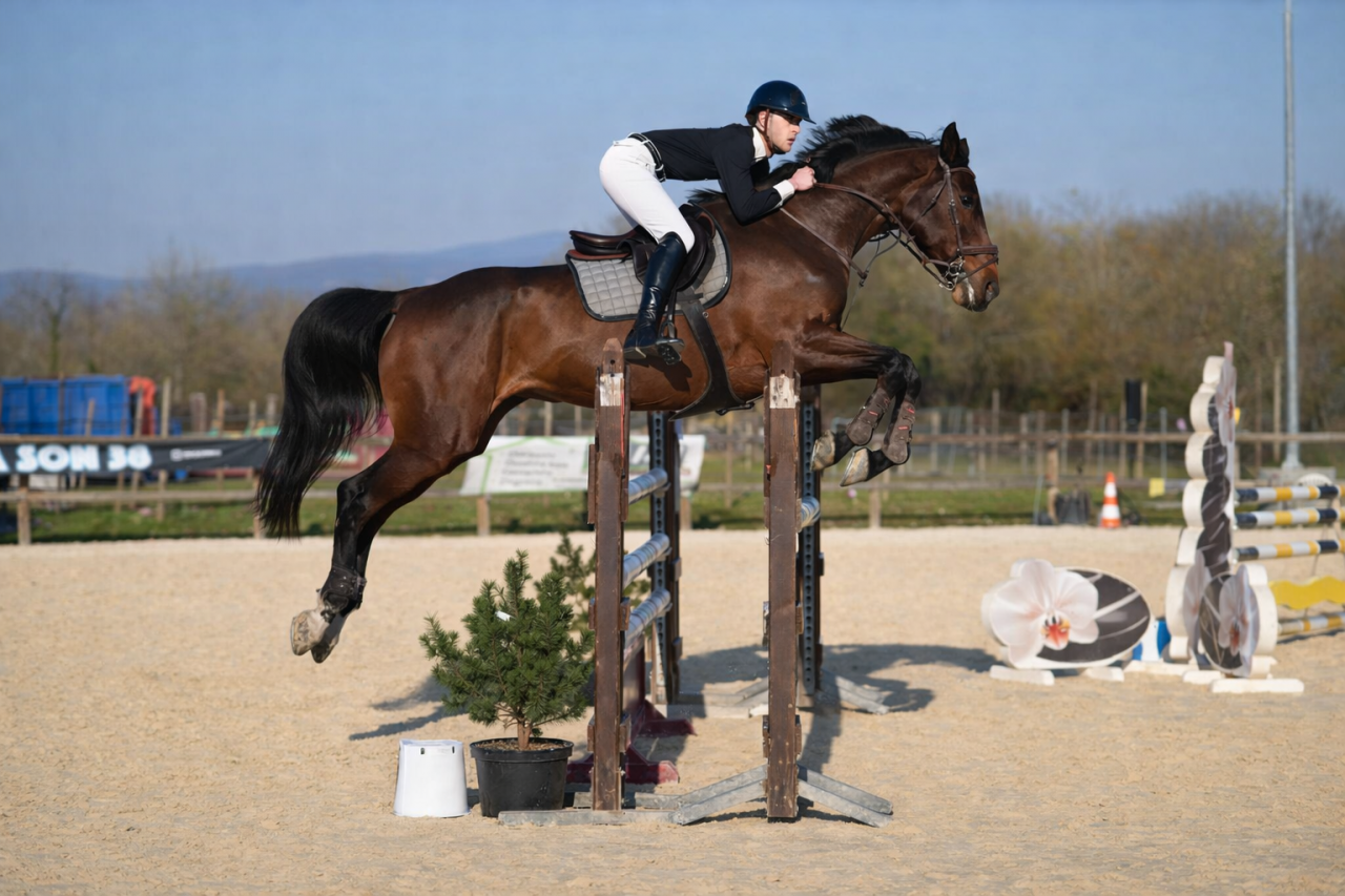 Yegua Zangersheide En venta 2011 Bayo