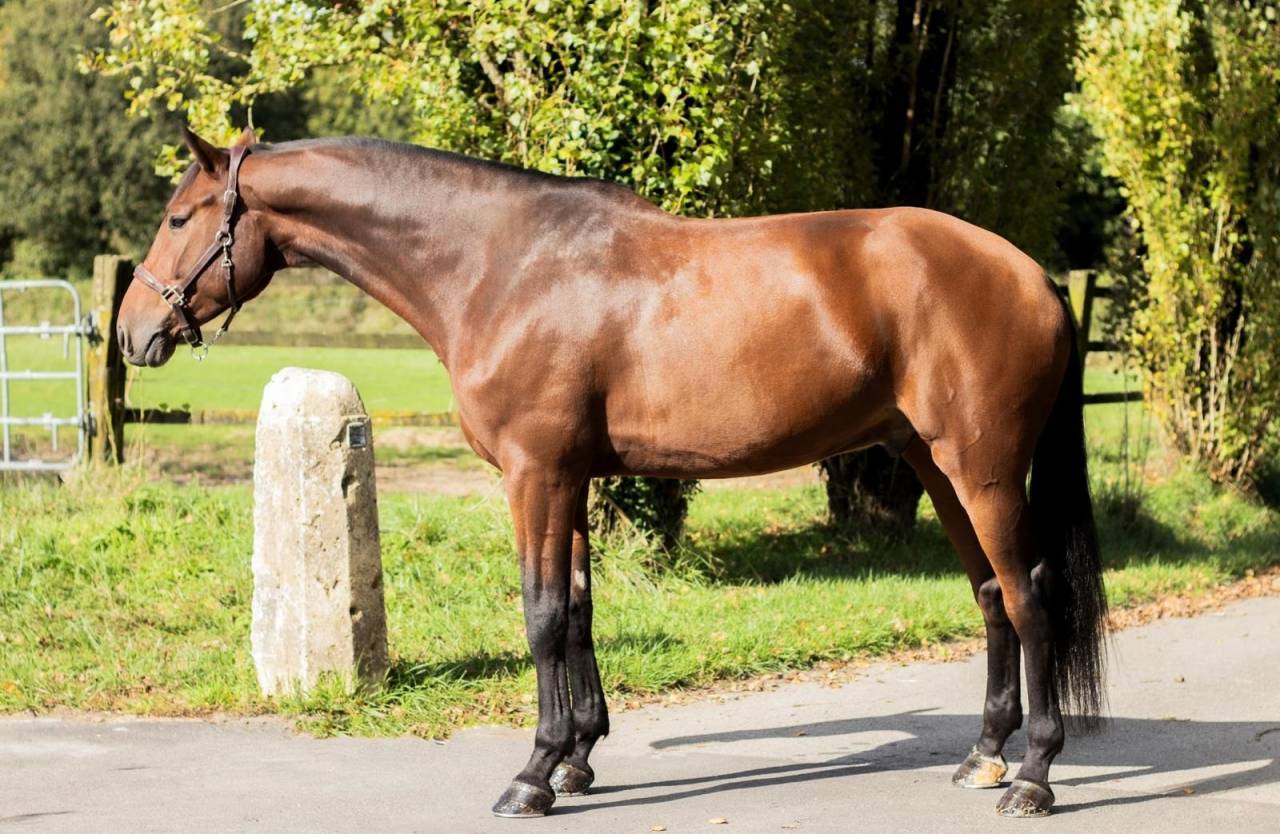 Caballo castrado Holsteiner En venta 2018 Bayo por CANTURANO (DEU)