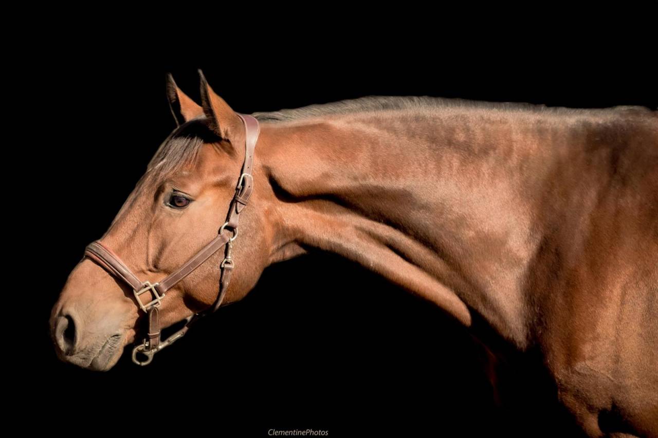 Caballo castrado Holsteiner En venta 2018 Bayo por CANTURANO (DEU)