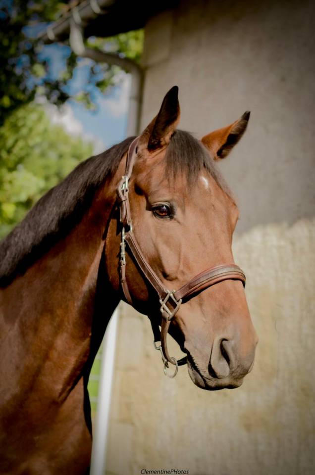 Caballo castrado Holsteiner En venta 2018 Bayo por CANTURANO (DEU)