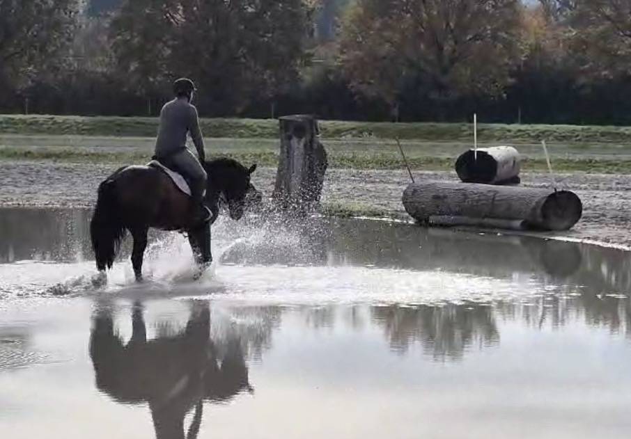 Caballo castrado Caballo de Deporte Suizo En venta 2021 Bayo por FANDSY DE ST PAUL