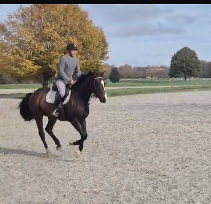 Caballo castrado Caballo de Deporte Suizo En venta 2021 Bayo por FANDSY DE ST PAUL