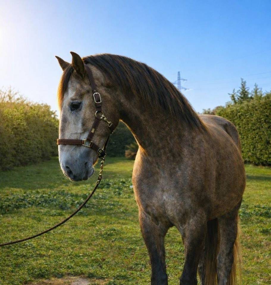 Caballo castrado Lusitano En venta 2022 Tordo
