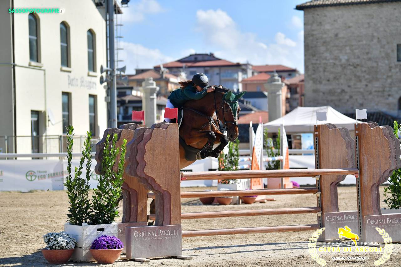 Yegua Caballo de Deporte Checo  En venta 2013 Bayo