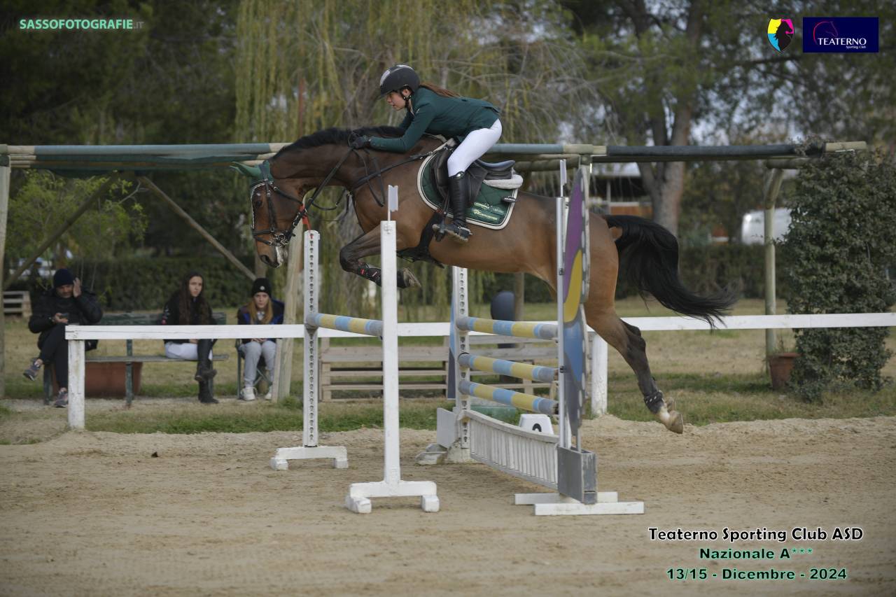 Yegua Caballo de Deporte Checo  En venta 2013 Bayo