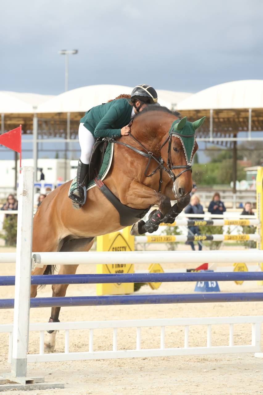 Yegua Caballo de Deporte Checo  En venta 2013 Bayo