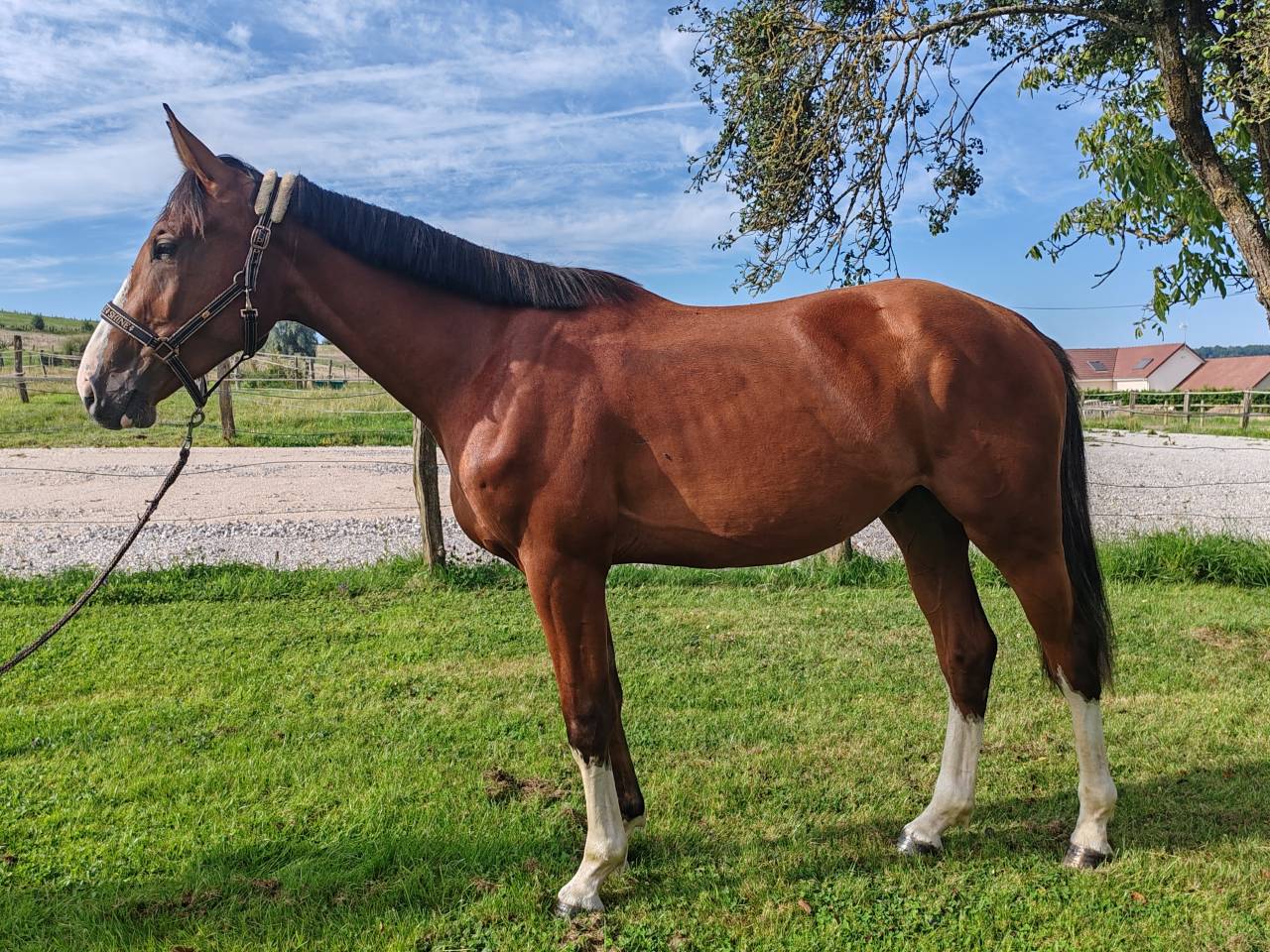 Caballo castrado Silla Franc&eacute;s En venta 2022 Bayo por Chacgrano &ndash; DEU