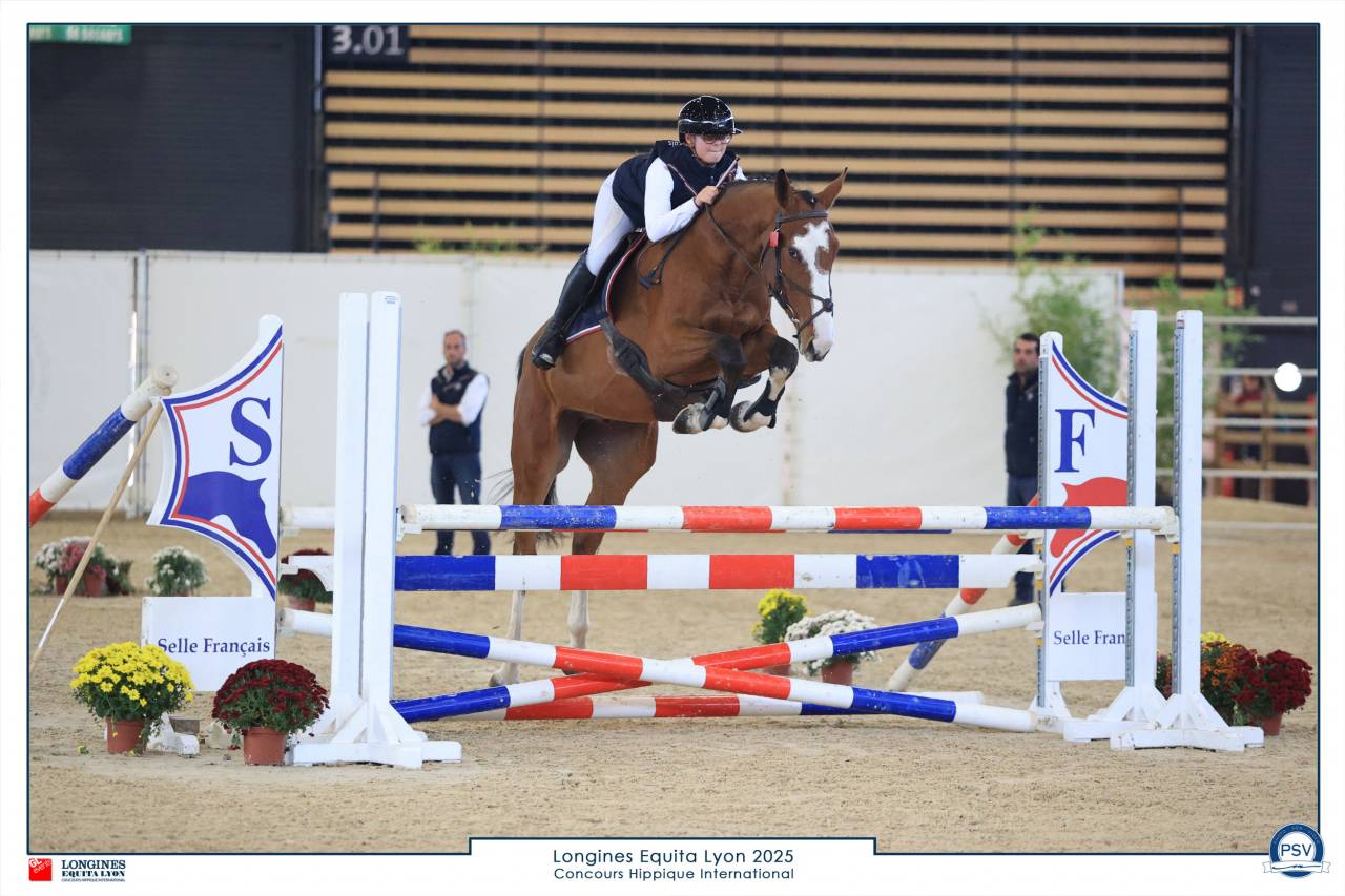 Caballo castrado Silla Franc&eacute;s En venta 2022 Bayo por Chacgrano &ndash; DEU