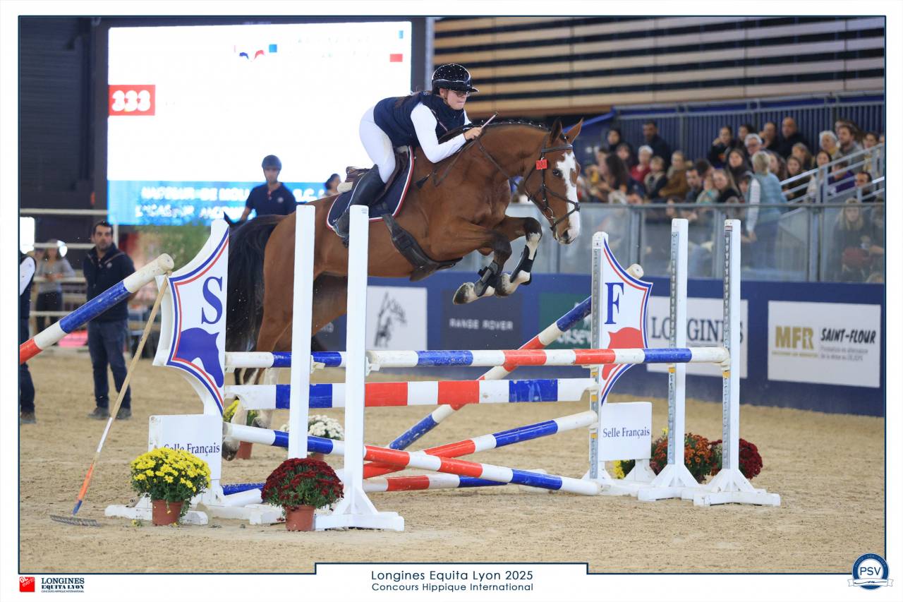 Caballo castrado Silla Franc&eacute;s En venta 2022 Bayo por Chacgrano &ndash; DEU