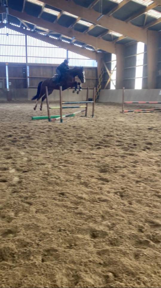 Caballo castrado Silla Franc&eacute;s En venta 2022 Bayo por Chacgrano &ndash; DEU