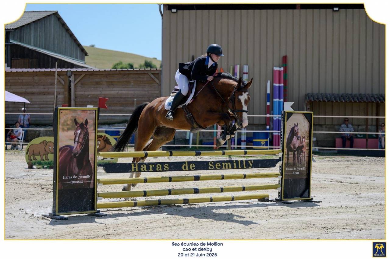 Caballo castrado Silla Franc&eacute;s En venta 2022 Bayo por Chacgrano &ndash; DEU