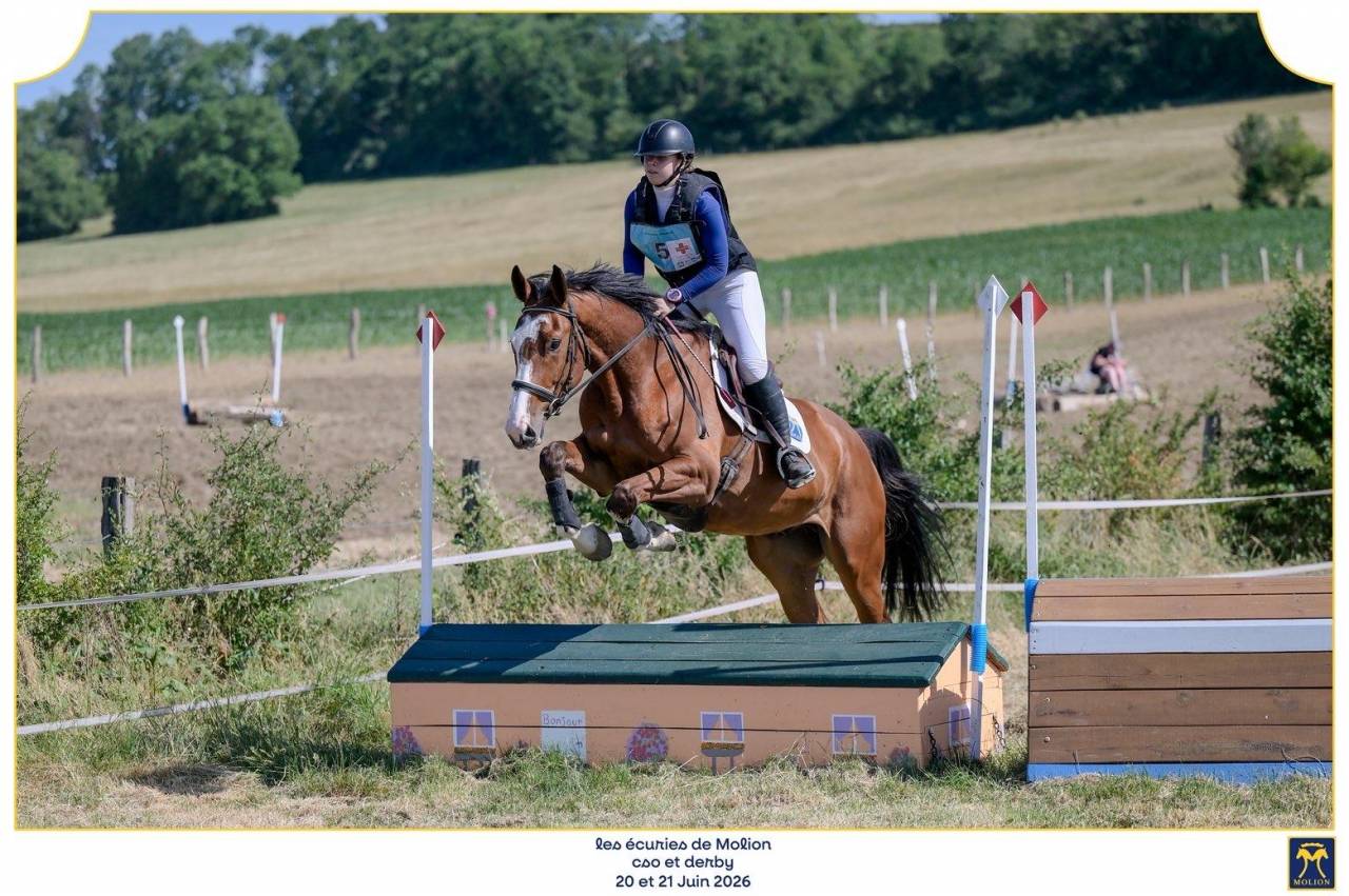 Caballo castrado Silla Franc&eacute;s En venta 2022 Bayo por Chacgrano &ndash; DEU