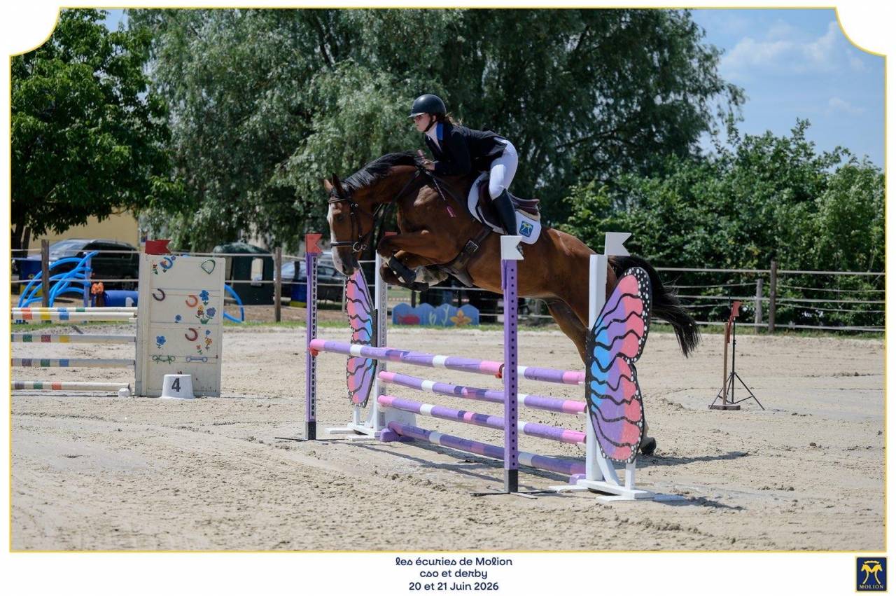 Caballo castrado Silla Franc&eacute;s En venta 2022 Bayo por Chacgrano &ndash; DEU