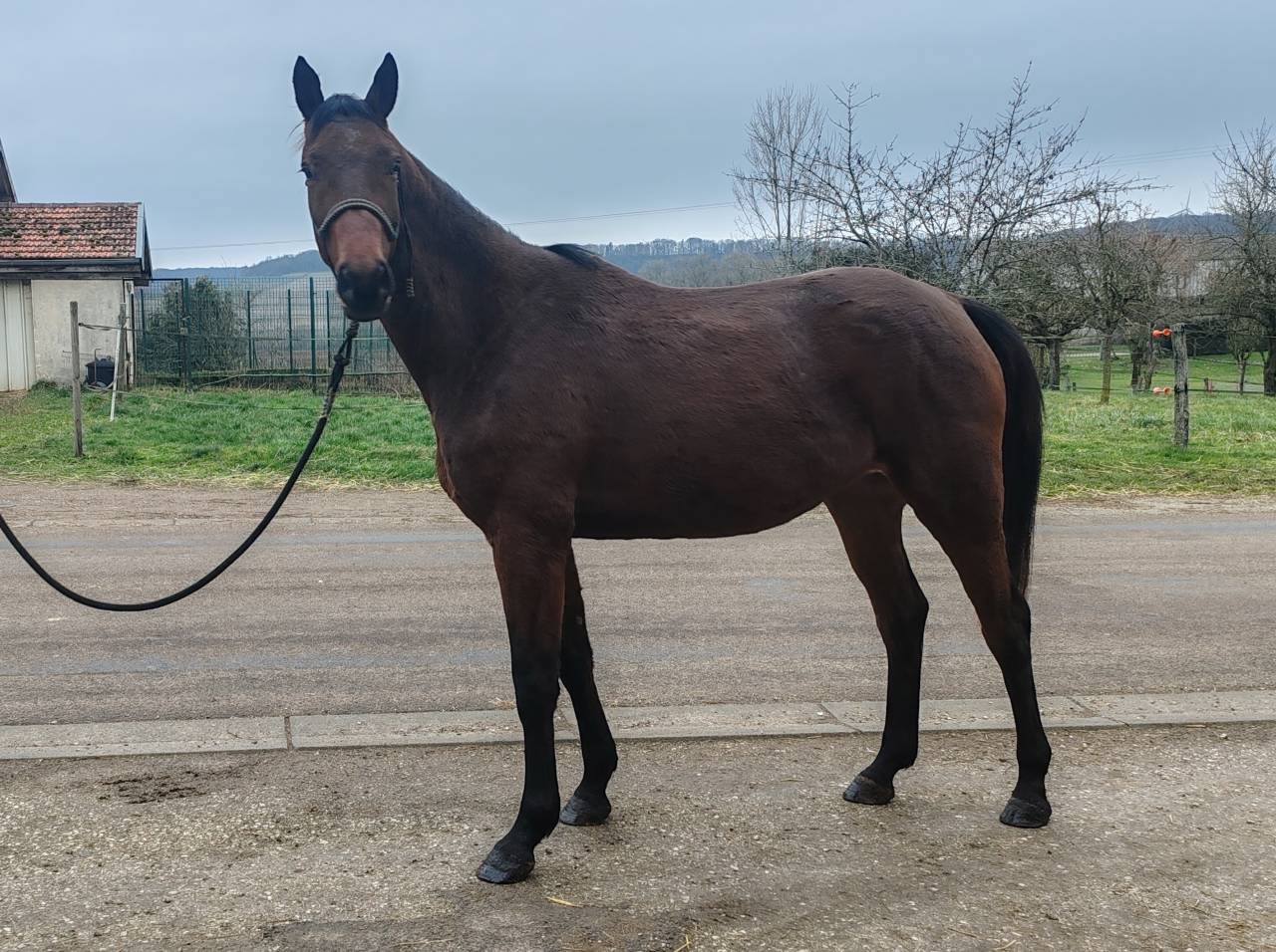 Yegua Silla Franc&eacute;s En venta 2022 Bayo por Chacgrano &ndash; DEU