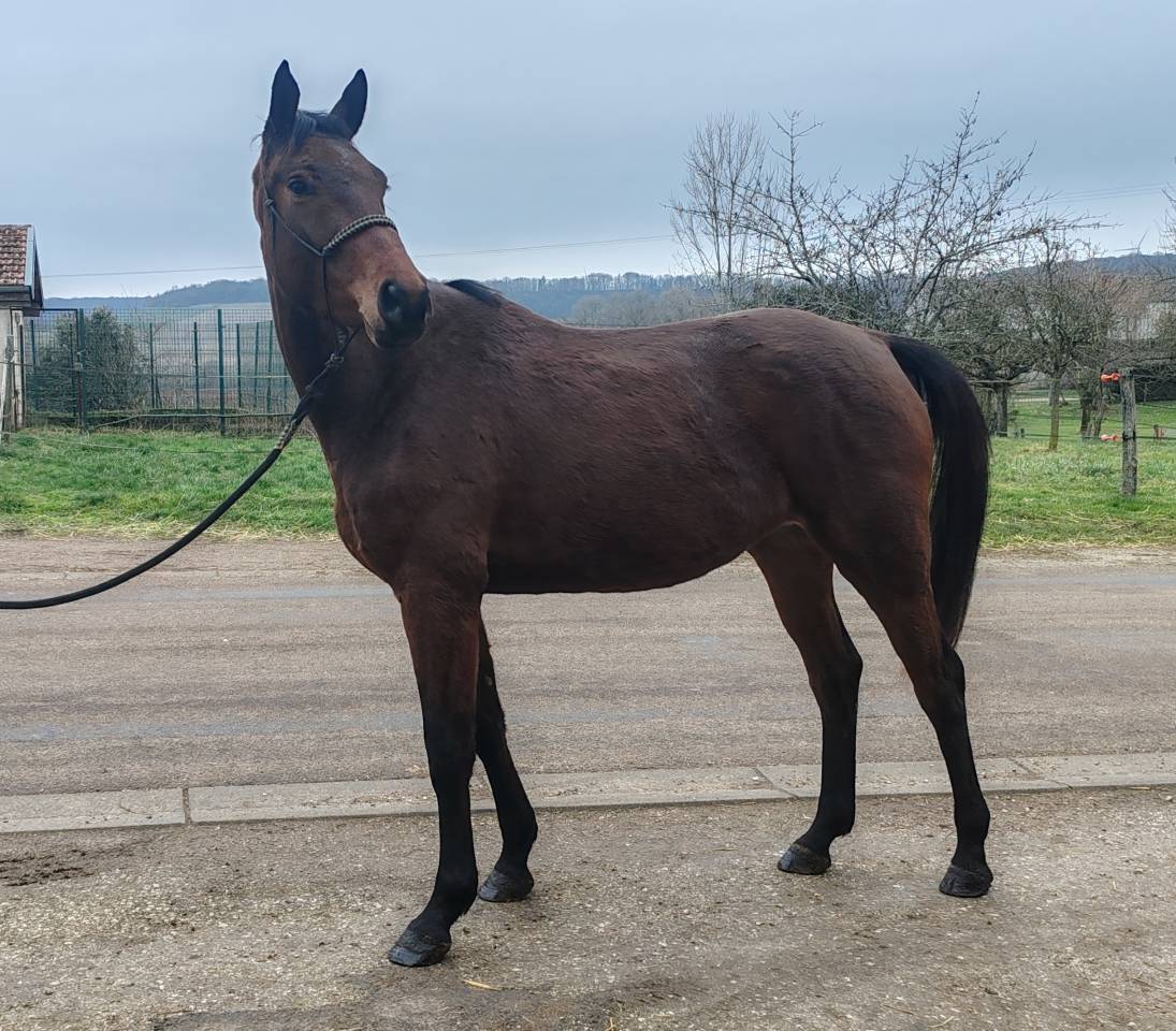 Yegua Silla Franc&eacute;s En venta 2022 Bayo por Chacgrano &ndash; DEU