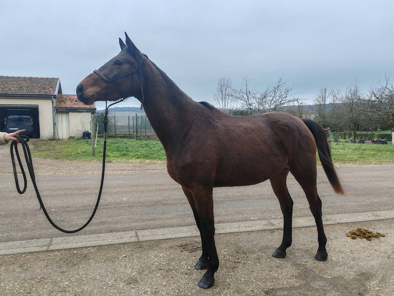 Yegua Silla Franc&eacute;s En venta 2022 Bayo por Chacgrano &ndash; DEU