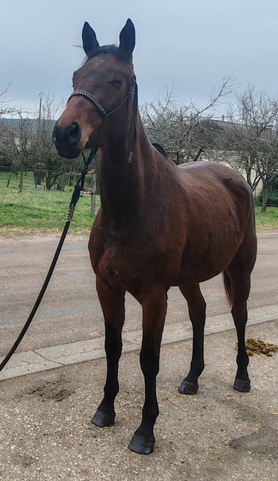 Yegua Silla Franc&eacute;s En venta 2022 Bayo por Chacgrano &ndash; DEU
